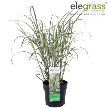 Miscanthus sinensis 'Variegatus'