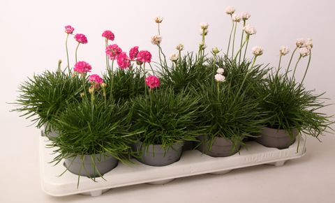 Armeria maritima MIX