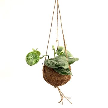 Hanging plants MIX