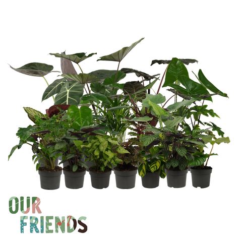 Houseplants MIX