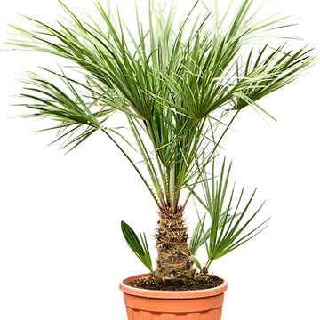 Chamaerops humilis