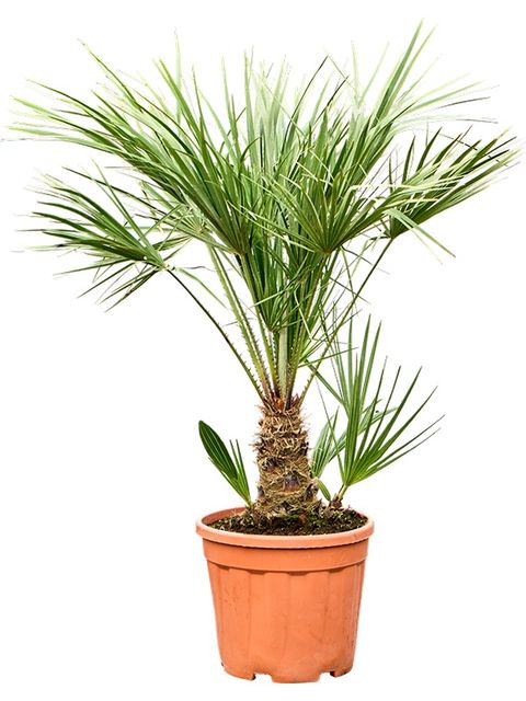 Chamaerops humilis