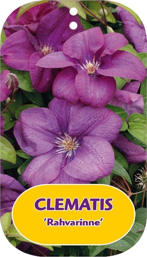 Clematis 'Rahvarinne' (LL)