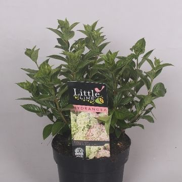 Hydrangea paniculata LITTLE LIME