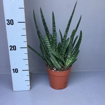 Gasteria carinata verrucosa