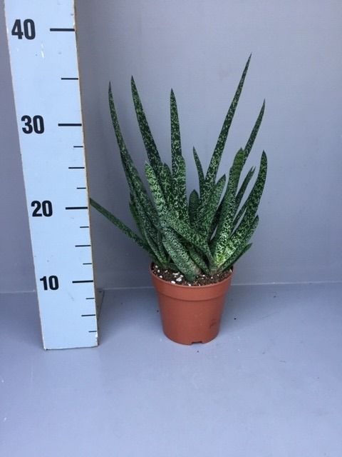 Gasteria carinata verrucosa