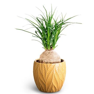 Beaucarnea recurvata