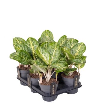 Aglaonema 'Tints of Mint'