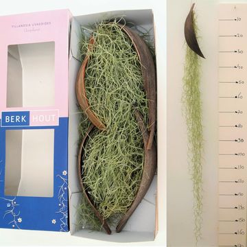 Tillandsia usneoides