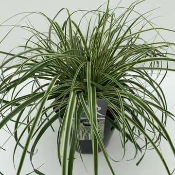 Carex oshimensis EVERCOLOR EVERCREAM