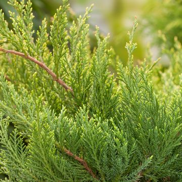 Juniperus x pfitzeriana 'Mint Julep'