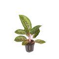 Aglaonema 'Camo Coralie'