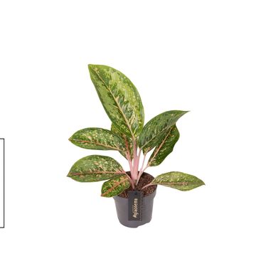 Aglaonema 'Camo Coralie'