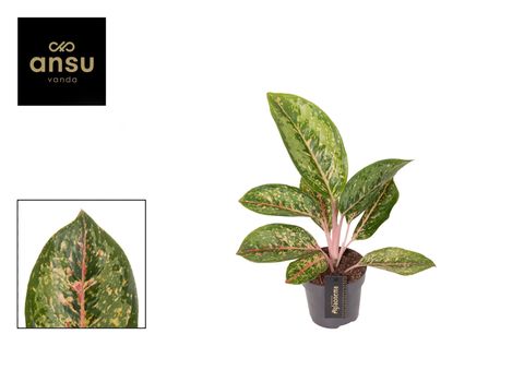 Aglaonema 'Camo Coralie'