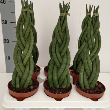 Sansevieria cylindrica 'Braid'