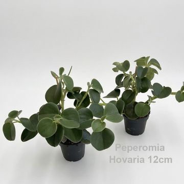 Peperomia HOVARIA NEW SIZE