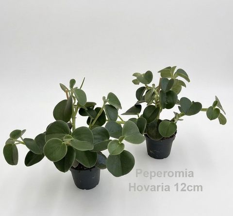 Peperomia HOVARIA NEW SIZE