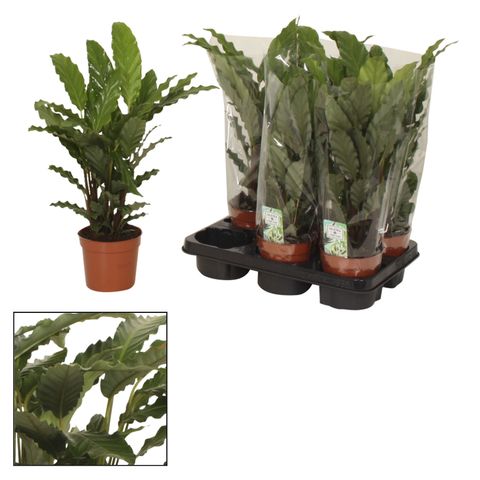 Calathea rufibarba 'Tropistar'