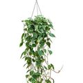 Filodendro scandens
