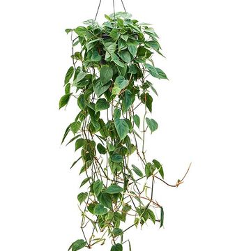 Philodendron scandens