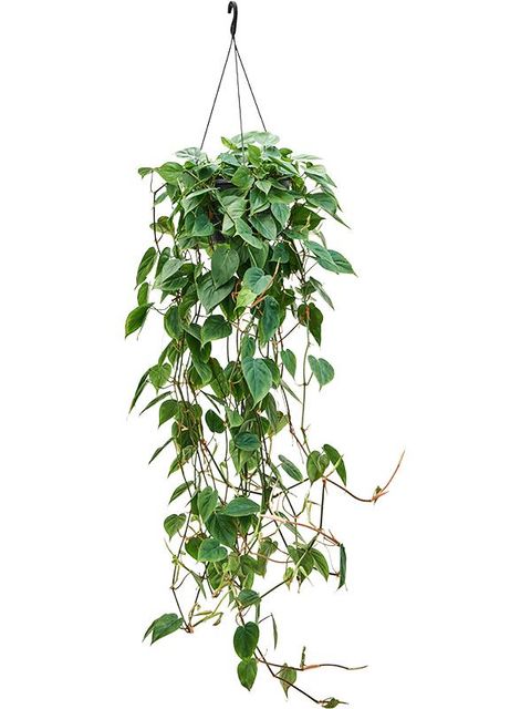 Філодендрон scandens