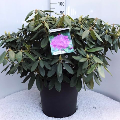 Rhododendron 'Эверестианум'