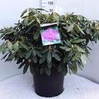 Rhododendron 'Эверестианум'