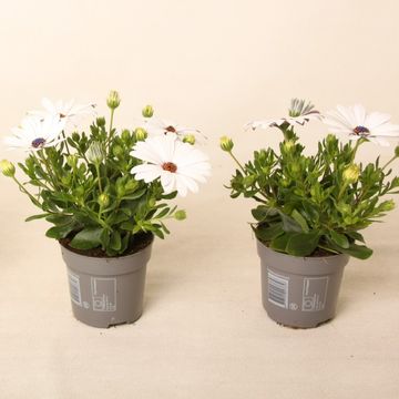 Osteospermum FLOWERPOWER WHITE