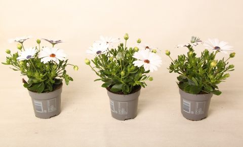 Osteospermum FLOWERPOWER WHITE