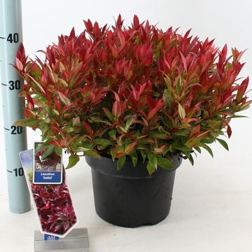 Leucothoe 'Zeblid'