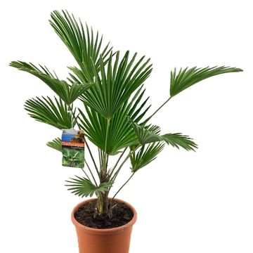 Trachycarpus wagnerianus