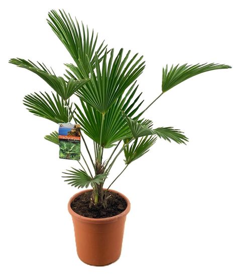 Trachycarpus wagnerianus