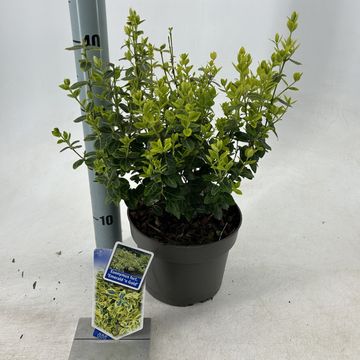 Euonymus fortunei 'Emerald 'n' Gold'