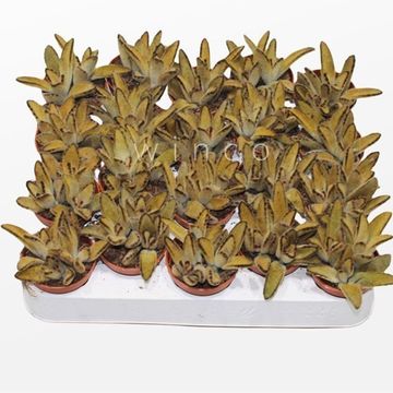 Kalanchoe tomentosa 'Golden Girl'