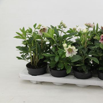 Helleborus orientalis MIX