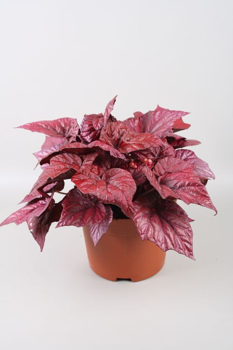 Begonia BELEAF INCA FLAME