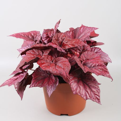 Begonia BELEAF INCA FLAME