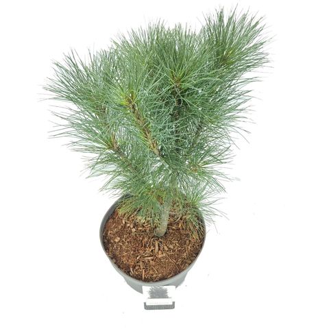 Pinus strobus 'Stowe Pillar'