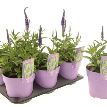 Veronica spicata ANNIVERSARY BLUE
