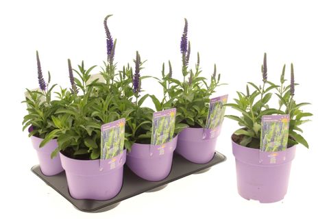 Veronica spicata ANNIVERSARY BLUE