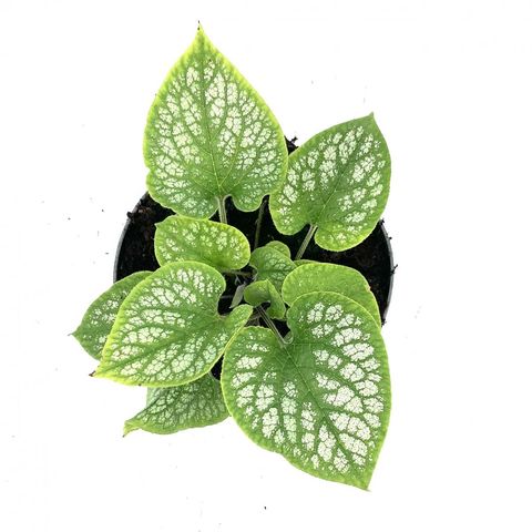 Brunnera macrophylla 'Jack Frost'