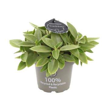 Peperomia 'Pixie Lime'