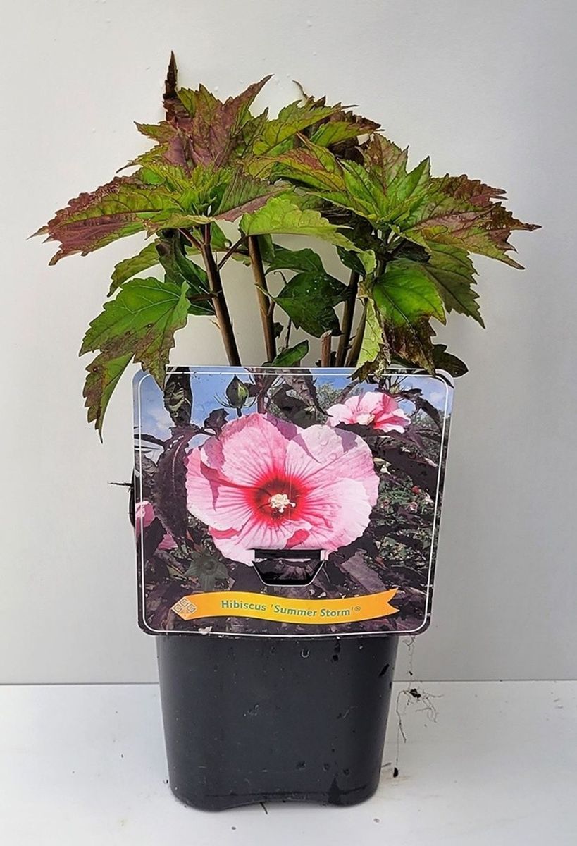 Hibiscus SUMMERIFIC SUMMER STORM — Plant Wholesale FlorAccess