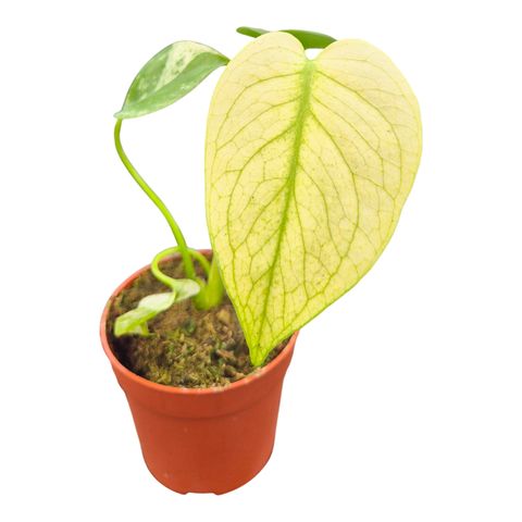 Monstera MINT