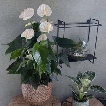 Anthurium KARMA WHITE COMPACT