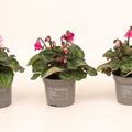 Cyclamen persicum SUPER SERIE PETTICOAT MIX