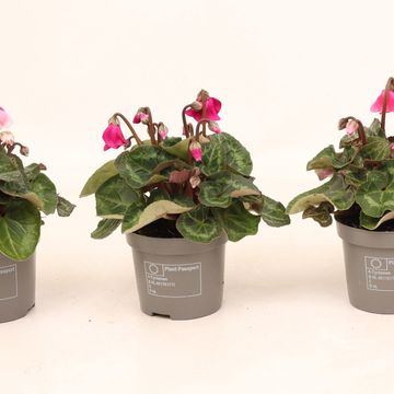 Cyclamen persicum SUPER SERIE PETTICOAT MIX