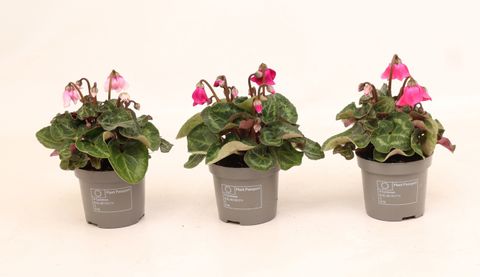 Cyclamen persicum SUPER SERIE PETTICOAT MIX