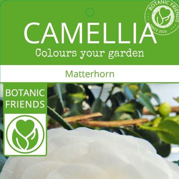 Camellia japonica 'Matterhorn'