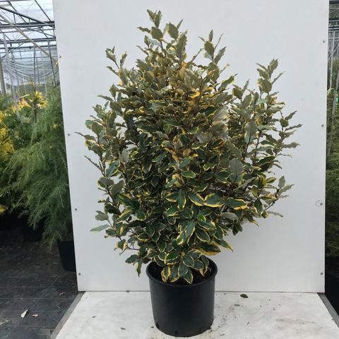 Elaeagnus x ebbingei 'Viveleg'